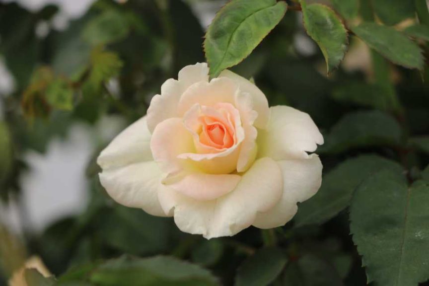 Brindabella Roses (Suntory Flowers)