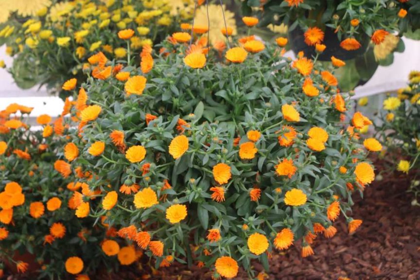Calendula 'Orange' (Kientzler)