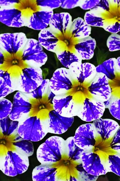 Calibrachoa 'Candy Shop Grape Splash' (Westhoff)