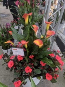 Calla Combo (Dümmen Orange)