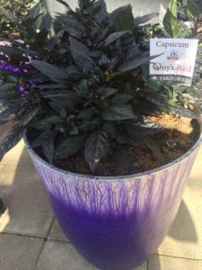 Capsicum 'Onyx Red' (American Takii)