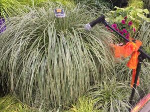 Carex 'Feather Falls' (Pacific Plug and Liner)
