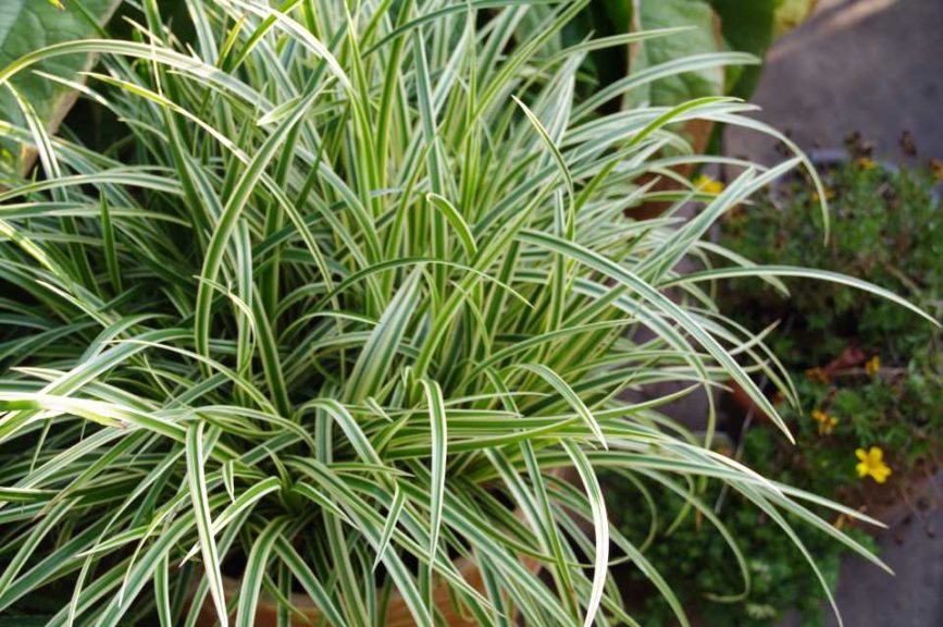 Carex morrowii ssp. foliosissima 'Vanilla Ice' (Cultivaris) 