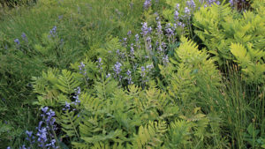 Kelly Norris: Why the Plant Experience Really Matters With Young Consumers