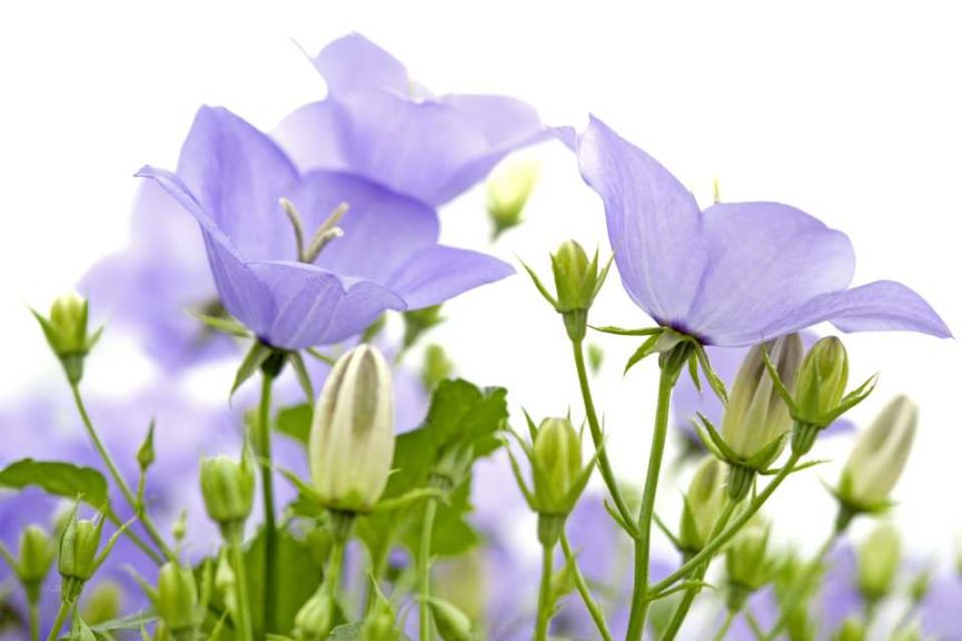Campanula carpatica 'Avida Blue' (Schoneveld Breeding)
