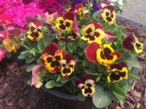 Pansy 'Cello Raspberry Surprise' (Hem Genetics)