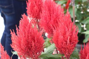 Celosia 'Century Salmon Pink' (Sakata Ornamentals)