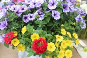 Confetti Garden Trio Playdate Mix (Dümmen Orange)