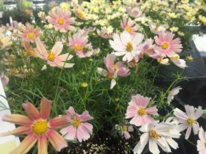 Cosmos ‘Apricot Lemonade’ (Thompson & Morgan)