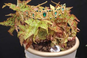 Begonia 'Crown Jewel' (J. Berry Nursery)