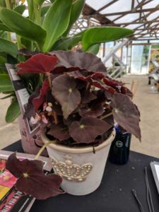 Crown Jewel Begonias (J. Berry Nursery)