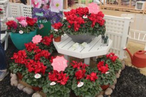 Cyclamen 'Mammoth Red Improved' (Schoneveld Breeding)