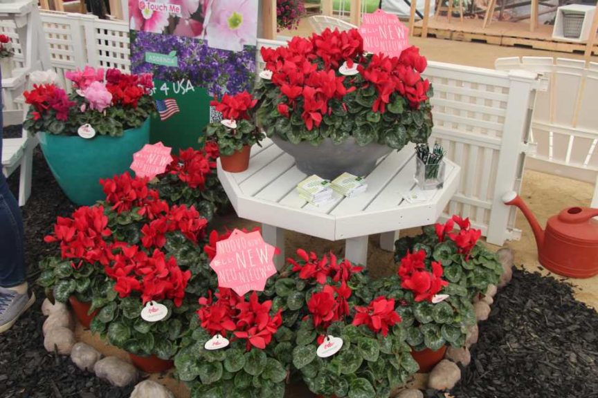 Cyclamen 'Mammoth Red Improved' (Schoneveld Breeding)
