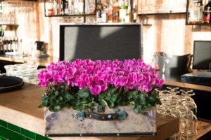 Cyclamen Verano Series (Schoneveld Breeding)