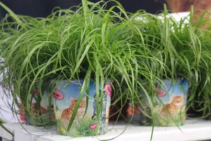 Cyperus Zumba (Evanthia)