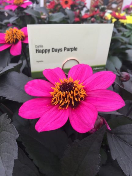 Dahlia 'Happy Days Purple' (Syngenta Flowers)