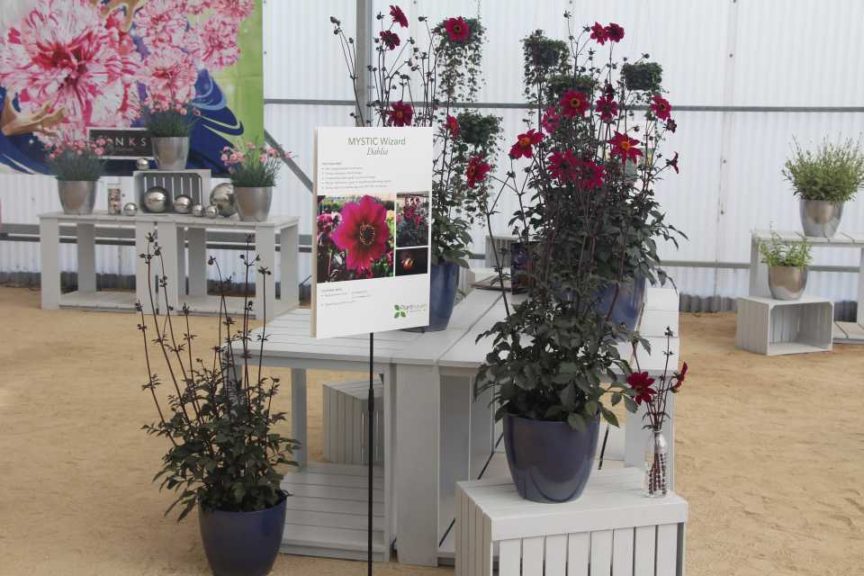 Dahlia 'Mystic Wizard' (PlantHaven)