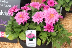 Dahlia 'Rebel Powerpuff' (Hilverdakooij)