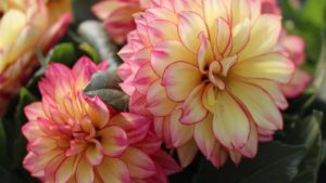 California Spring Trials 2018: New Varieties to Watch From American Takii, Hilverdakooijj, Hem Genetics, Thompson & Morgan, Sakata Ornamentals, and Ernst Benary of America