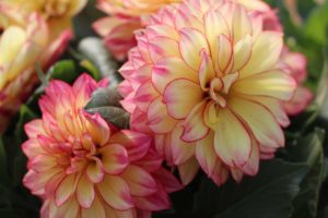 Dahlia 'Rebel Skitty' (Hilverdakooij)