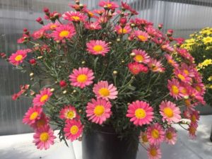 Argyranthemum 'Daisini Coral' (Cohen-Propagators)