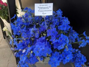 Delphinium from American Takii