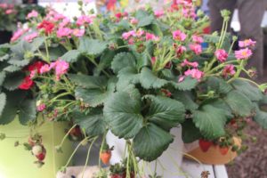Double Flowered Strawberries (ABZ Seeds)