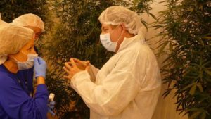 COVID-19: A Chance to Prove the Cannabis Industry’s Worth to America