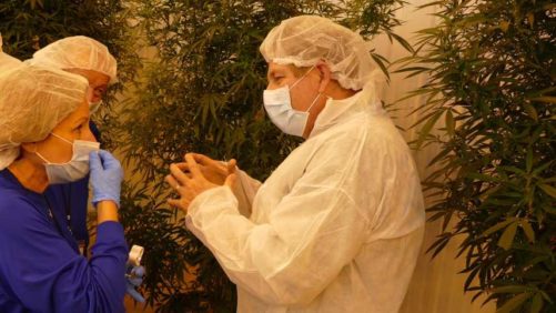 COVID-19: A Chance to Prove the Cannabis Industry’s Worth to America