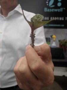 Dümmen Orange New Basewell Program