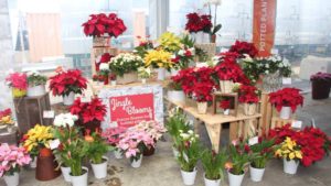 Dümmen Orange’s New Gamechanger, Plants for All Seasons, and Roses and Dreams at CAST 2018