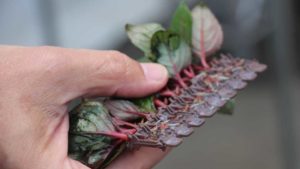 Dümmen Orange Created Basewell to Save Growers Time and Money