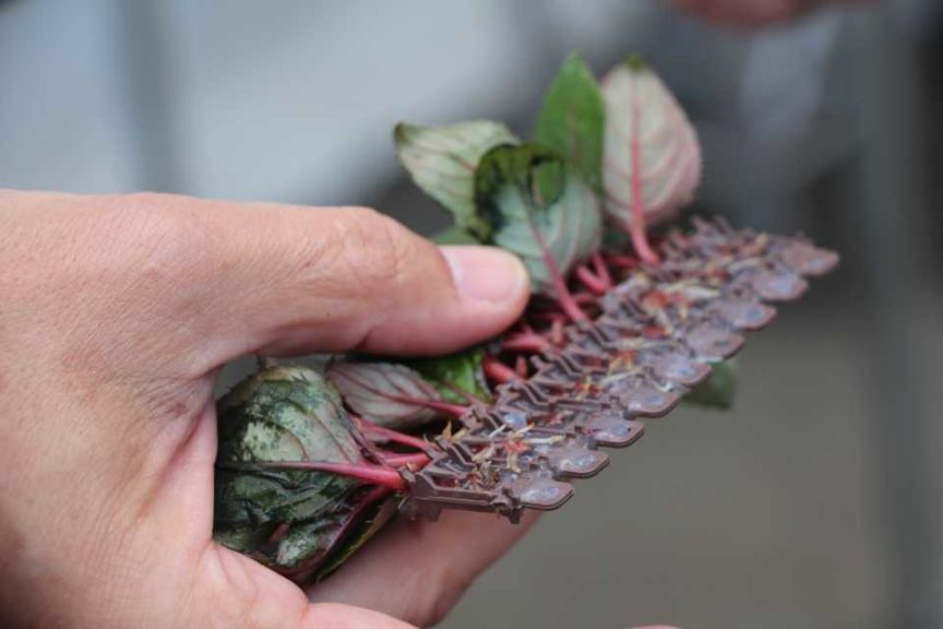 2019 Technology of the Year Winner: Dümmen Orange Basewell Technology