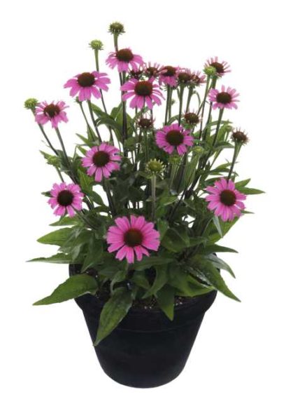 Echinacea 'Mooodz Cosy' (Hilverdakooij)