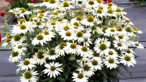 Terra Nova Nurseries Debuting New Heuchera, Echinacea Varieties
