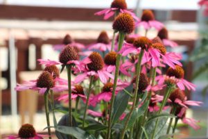 Echinacea 'Moodz Cosy' (Hilverdakooij)