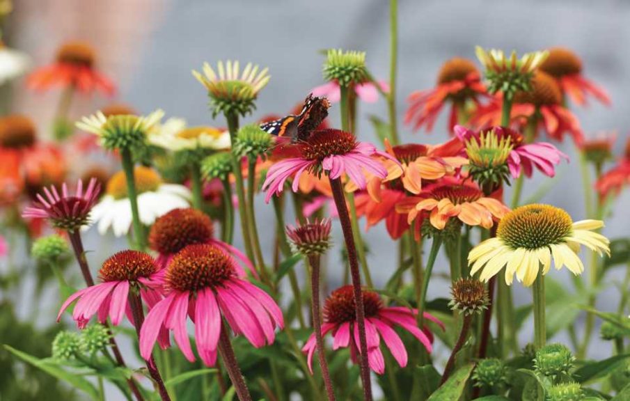 Echinacea Mooodz Series (Hilverdakooij)