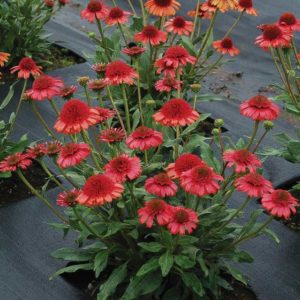 Echinacea 'Prima Cinnamon' (Terra Nova Nurseries)