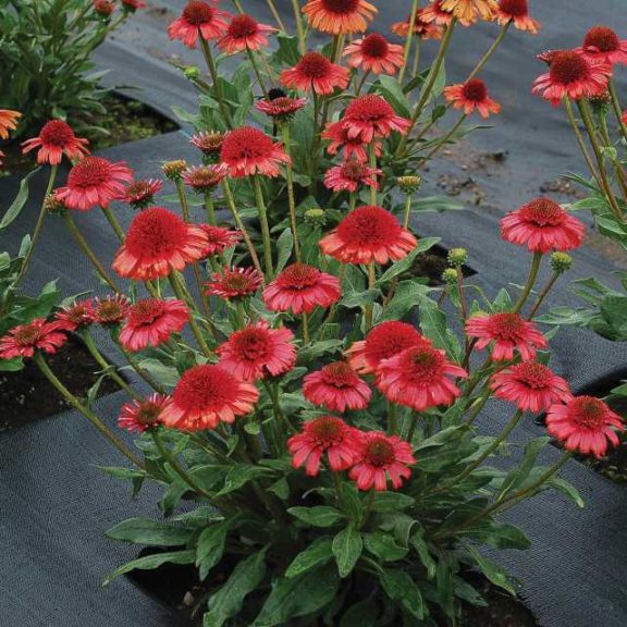 Echinacea 'Prima Cinnamon' (Terra Nova Nurseries)