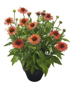 Echinacea 'Mooodz Satisfy' (Hilverdakooij)