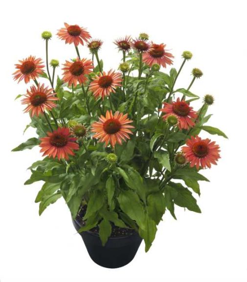 Echinacea 'Mooodz Satisfy' (Hilverdakooij)