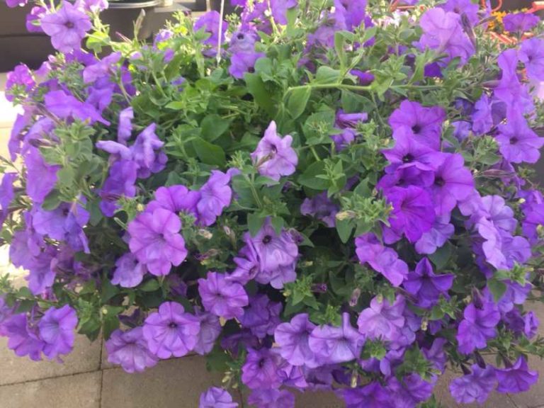 Petunia 'Evening Scentsation' (American Takii)