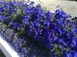 Experimental Blue Delphinium grandiflorum (American Takii)