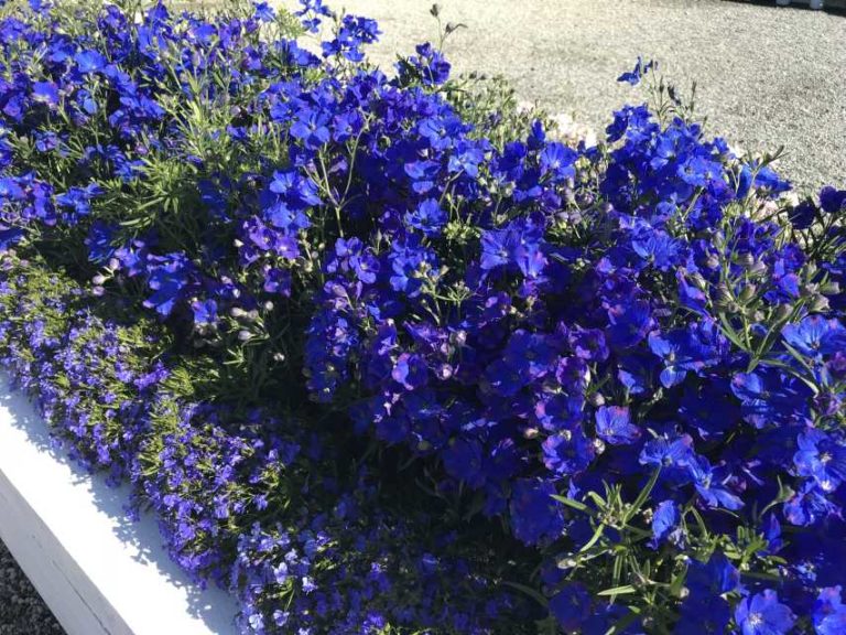 Experimental Blue Delphinium grandiflorum (American Takii)