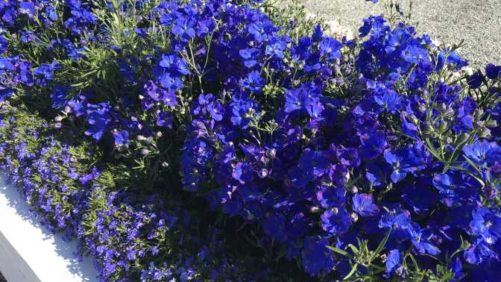 Dr. A Weighs in on His CAST Favorites From American Takii, Sakata Ornamentals, and Benary+