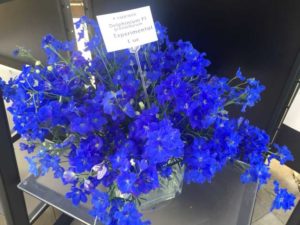 Experimental Delphinium (American Takii)