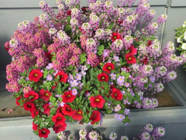 Experimental Mixis 708 (Danziger)