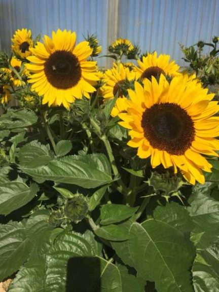 Experimental Helianthus (American Takii)