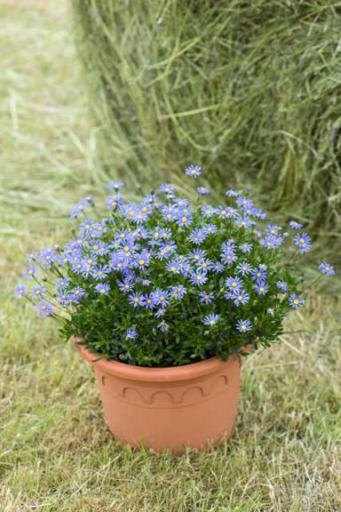 Felicia amelloides 'Amélie Blue' (Cultivaris)