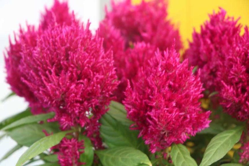 Celosia 'First Flame Purple' (PanAmerican Seed)